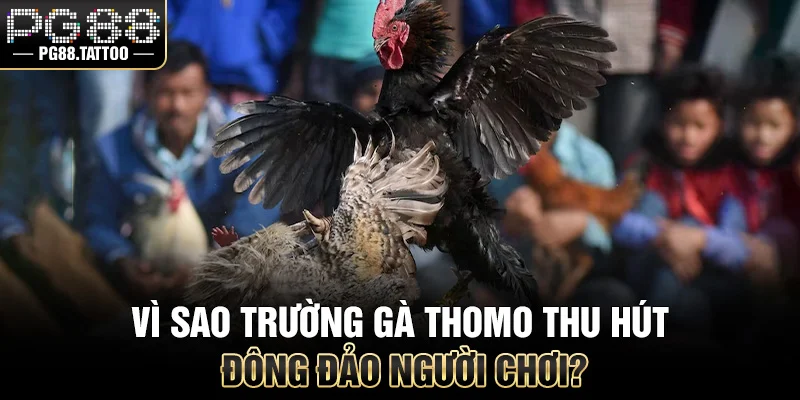 Thomo Là Ở Đâu? Tìm Hiểu Thiên Đường Đá Gà Đẳng Cấp Vì sao trường gà Thomo thu hút đông đảo người chơi?