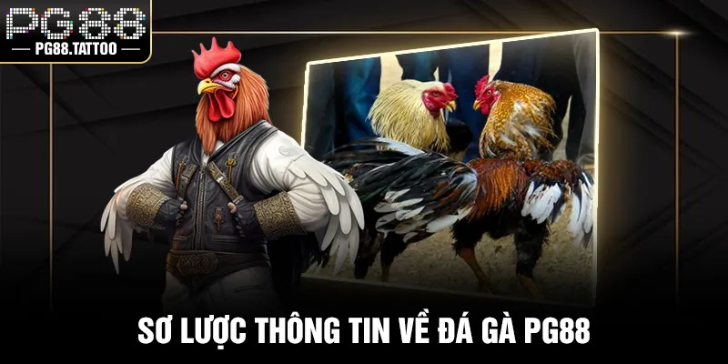 Sơ lược thông tin về đá gà PG88